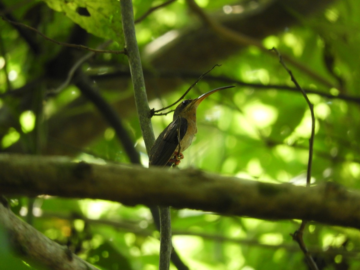 Rufous-breasted Hermit - ML612003552