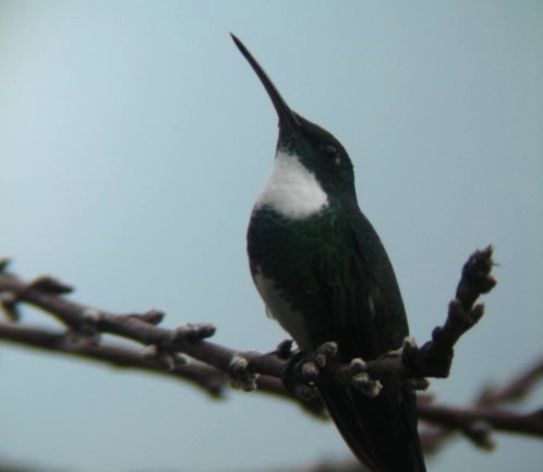 Colibri à gorge blanche - ML612003641