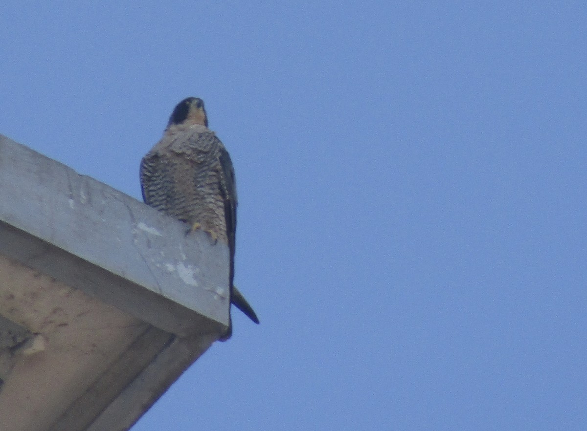 Peregrine Falcon - Carlos G Vasquez C