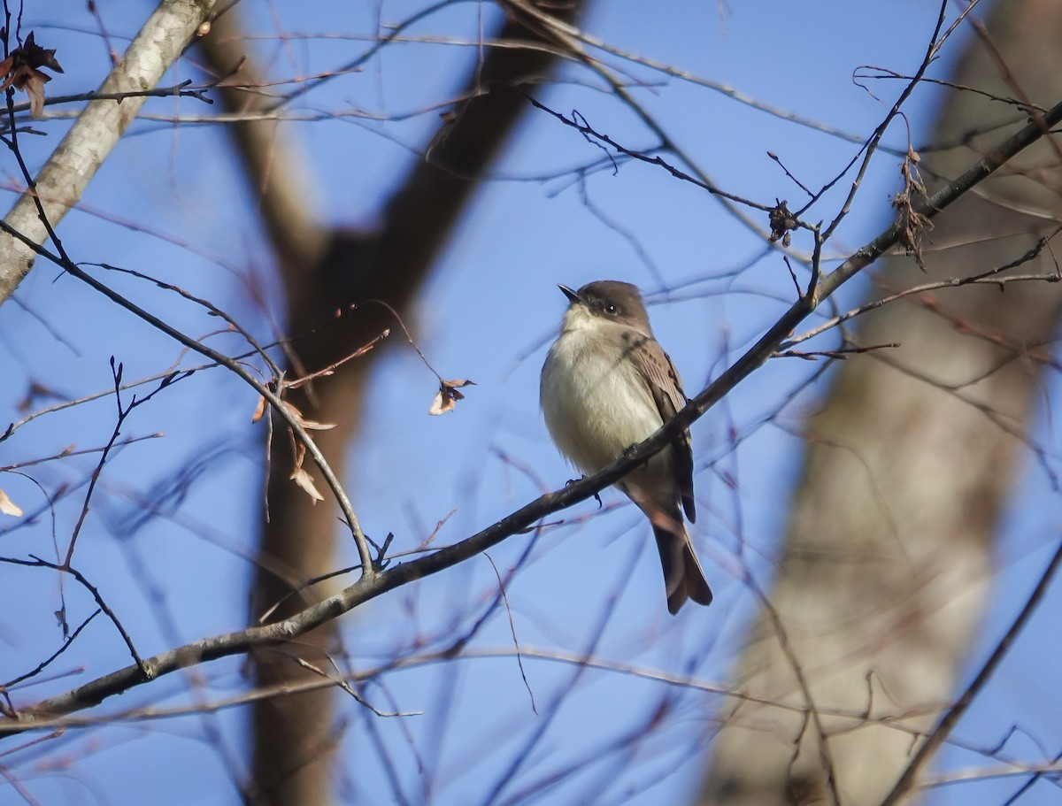 Eastern Phoebe - ML612003657