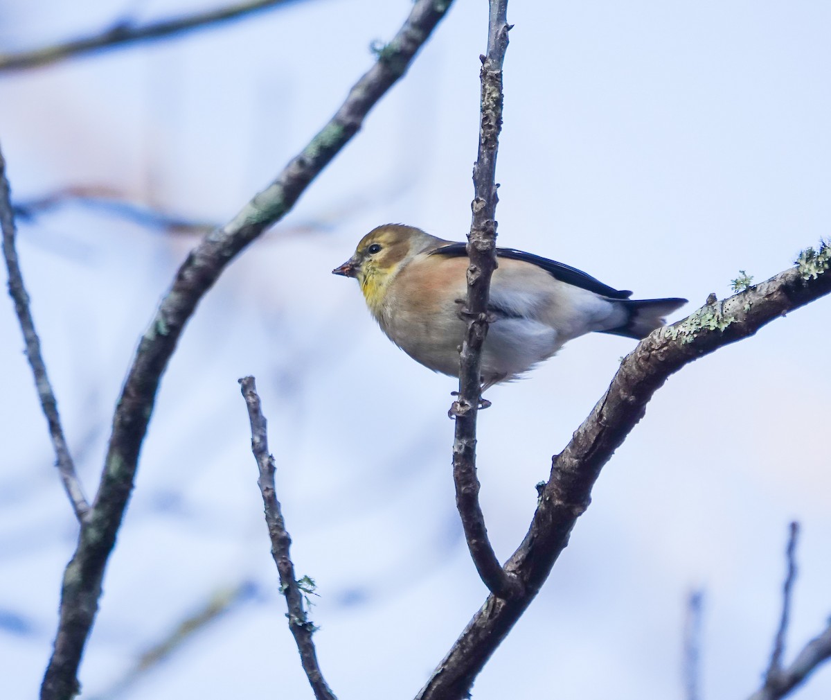 American Goldfinch - ML612003667