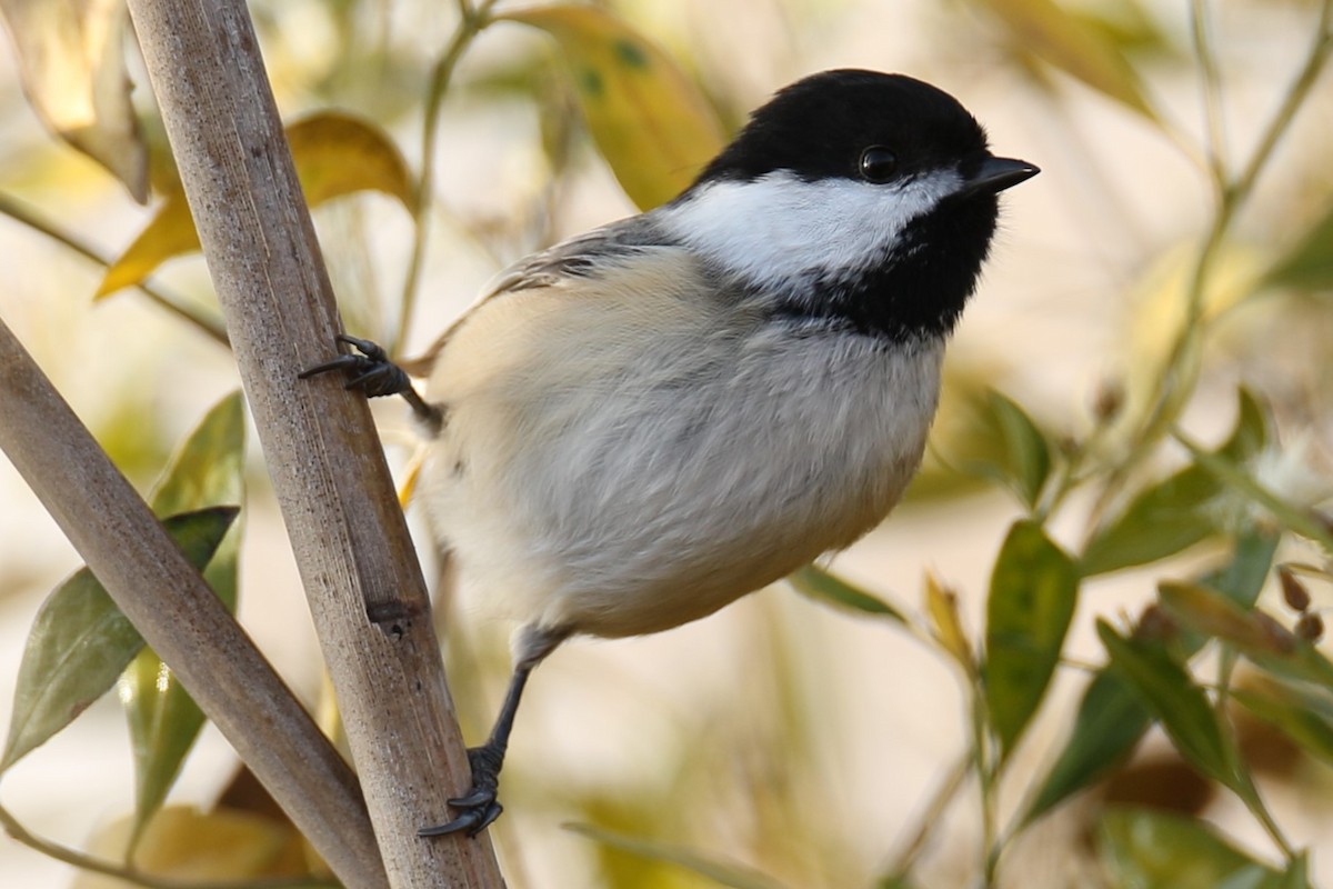 Black-capped Chickadee - ML612003668