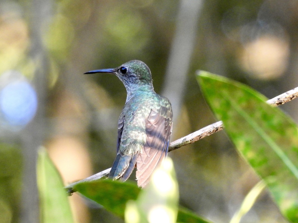 kolibřík skvrnitoprsý - ML612003681