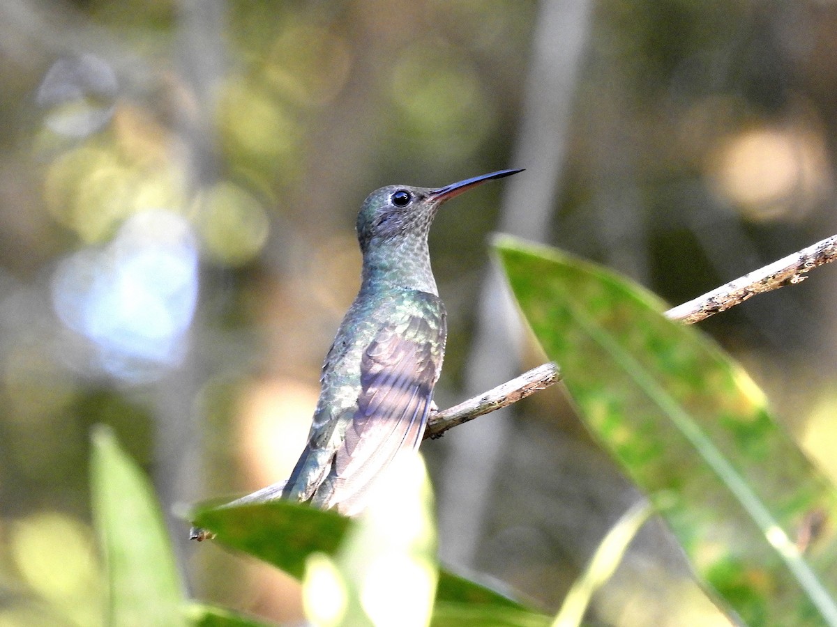 kolibřík skvrnitoprsý - ML612003682