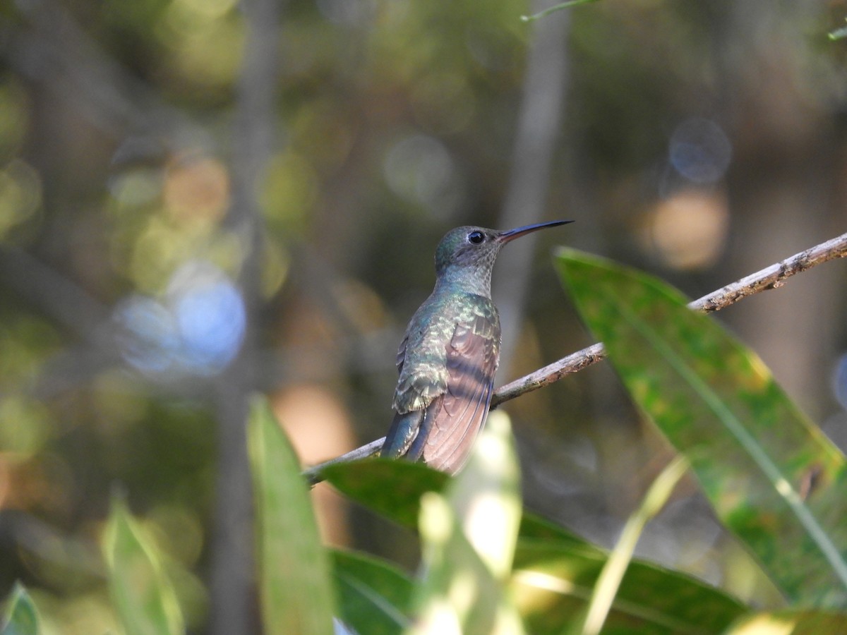 kolibřík skvrnitoprsý - ML612003683