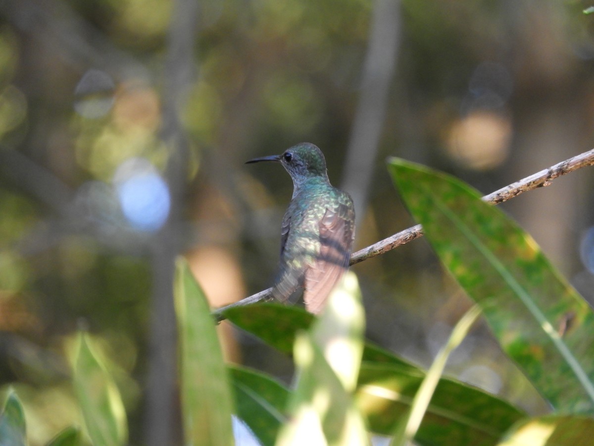 kolibřík skvrnitoprsý - ML612003686