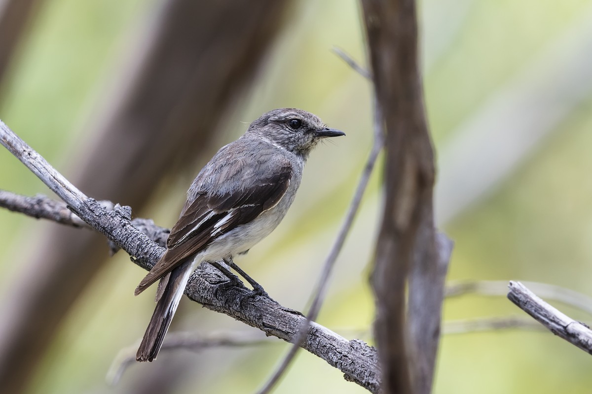 Hooded Robin - Stefan Hirsch