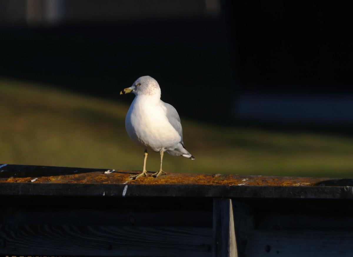 Ring-billed Gull - Mike Mencotti