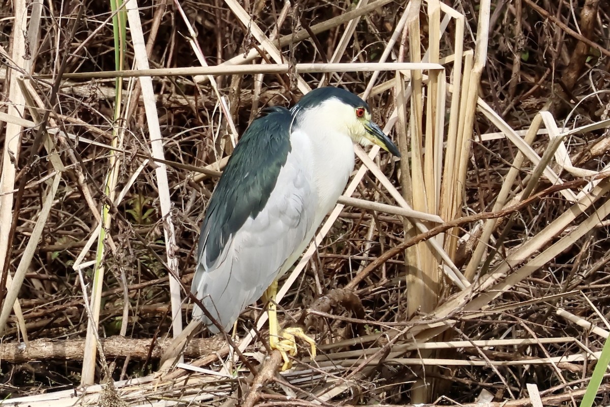 Black-crowned Night Heron - ML612003843