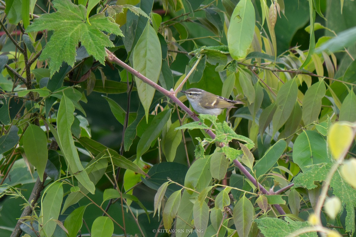 Hume's Warbler - ML612003854