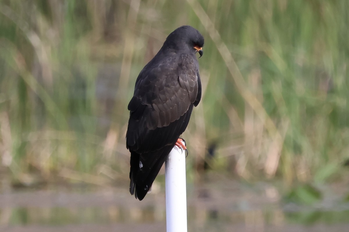 Snail Kite - Audrey Appleberry