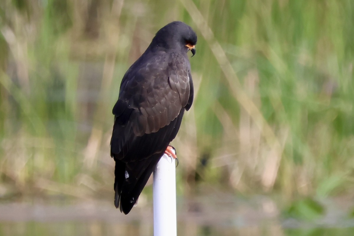 Snail Kite - ML612003862