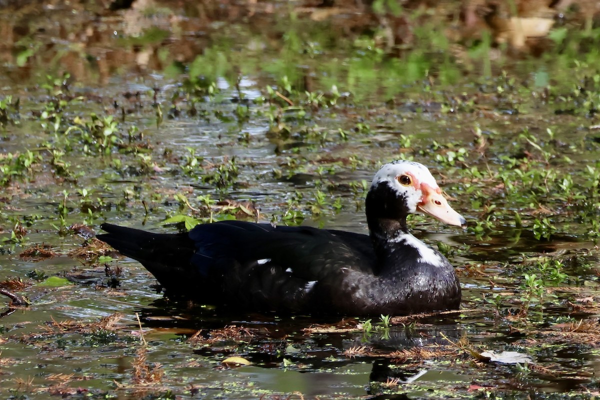 Muscovy Duck (Domestic type) - ML612004006