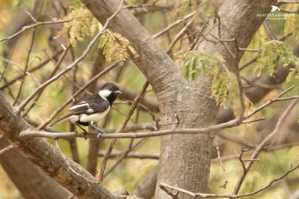 White-naped Tit - ML612004141