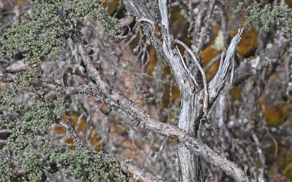 White-browed Tit-Spinetail - ML612004440