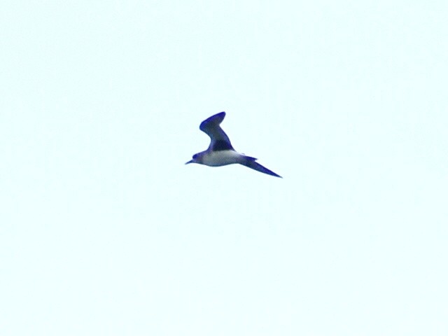 Black-bellied Plover - ML612004446