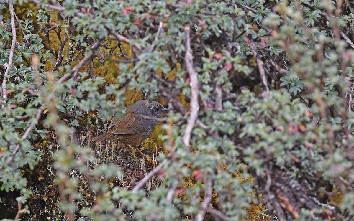 Puna Tapaculo - Christoph Moning