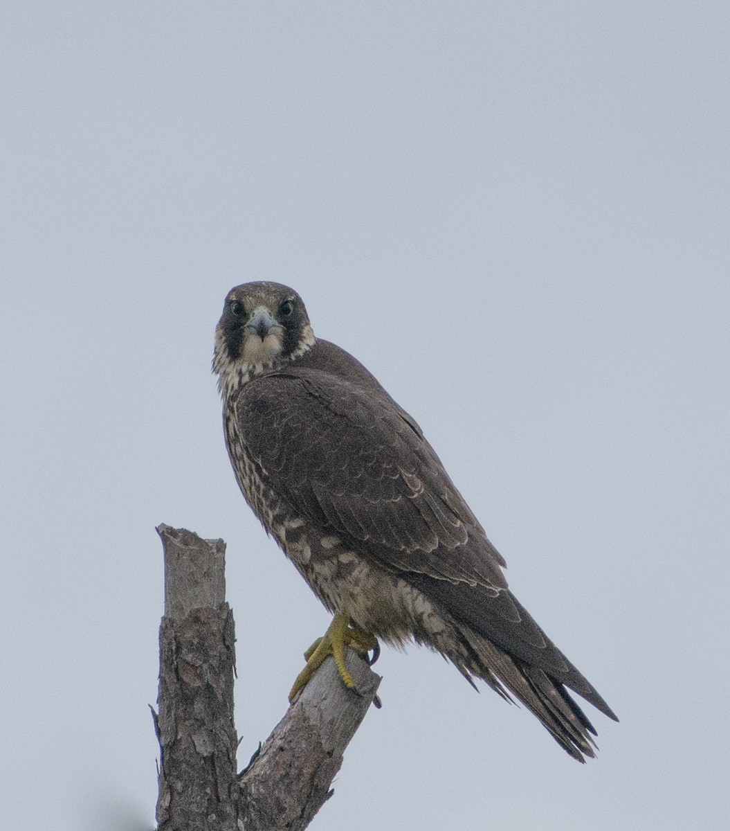 Peregrine Falcon - ML612004479