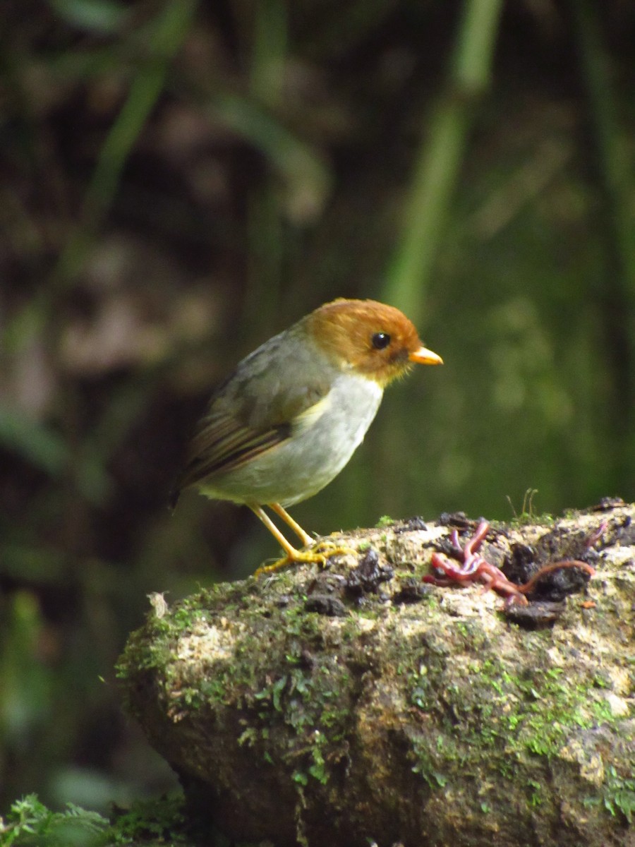 Hooded Antpitta - michael  molina cruz