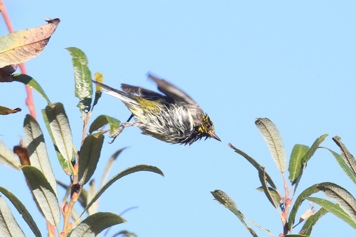 Black-throated Green Warbler - ML612004610