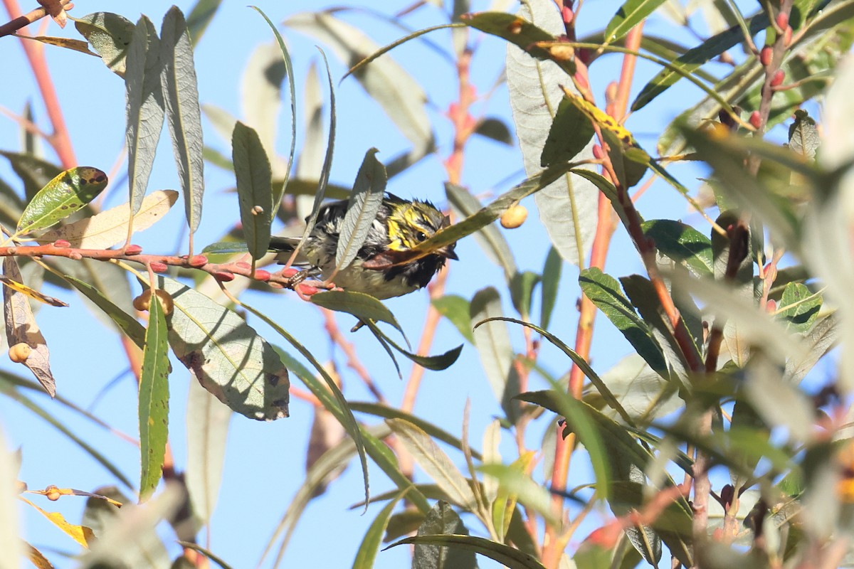 Black-throated Green Warbler - Tom Fangrow