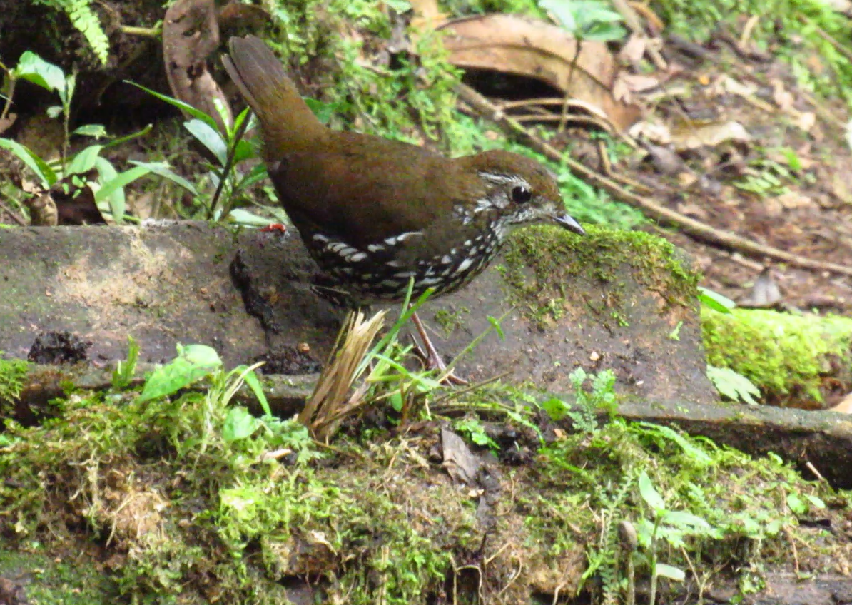 Schwartz's Antthrush - ML612004623