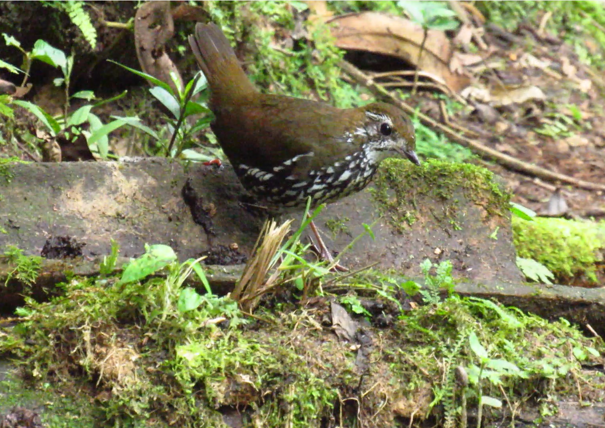 Schwartz's Antthrush - ML612004624