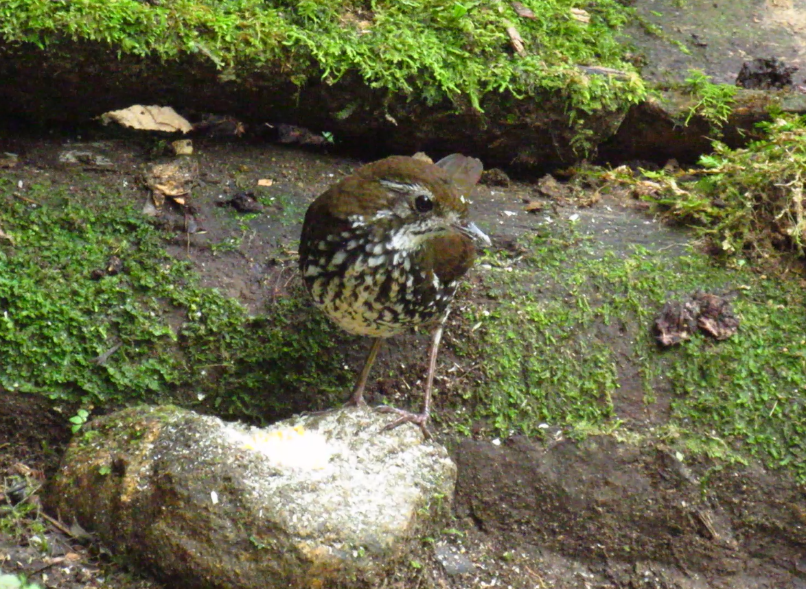 Schwartz's Antthrush - ML612004625