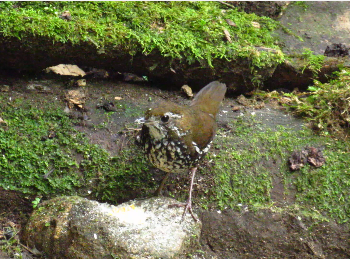 Schwartz's Antthrush - ML612004626