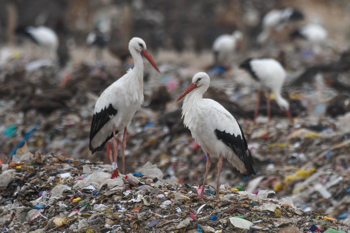 White Stork - ML612004627