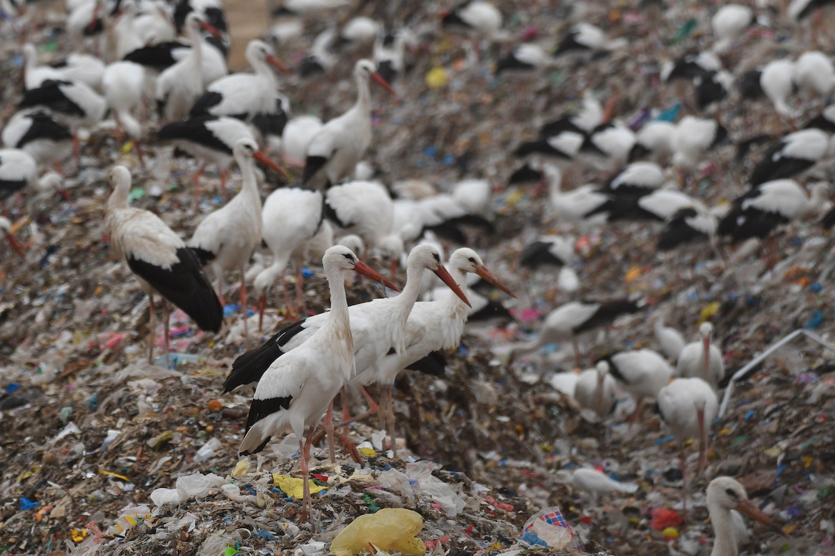 White Stork - ML612004628