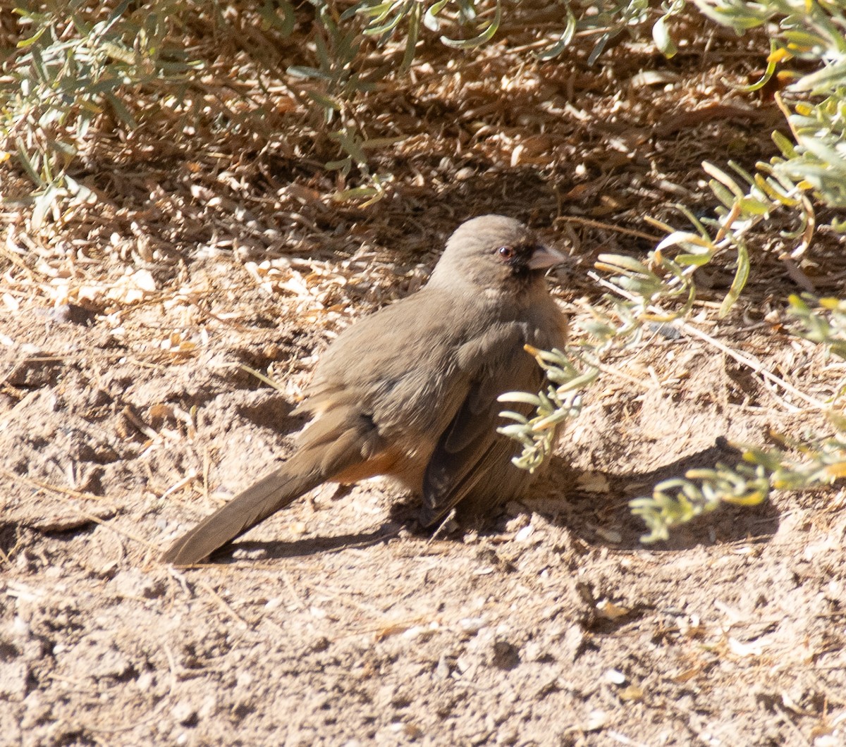 Abert's Towhee - ML612004633