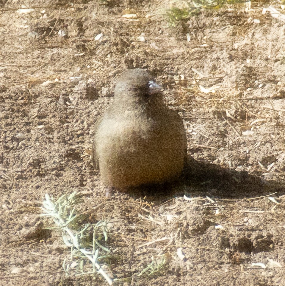 Abert's Towhee - ML612004635