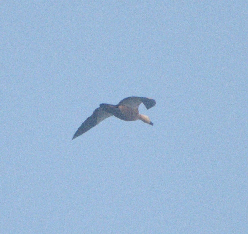 Ruddy Shelduck - ML612004749