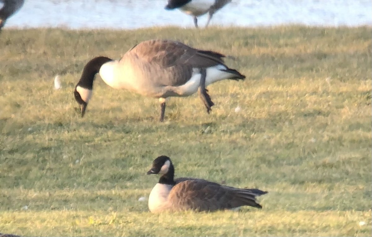 Zwergkanadagans (hutchinsii) - ML612004767