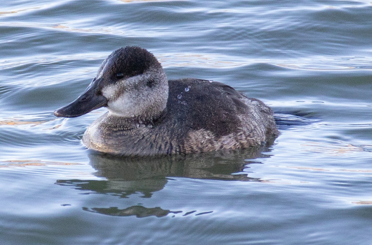 Ruddy Duck - ML612004770