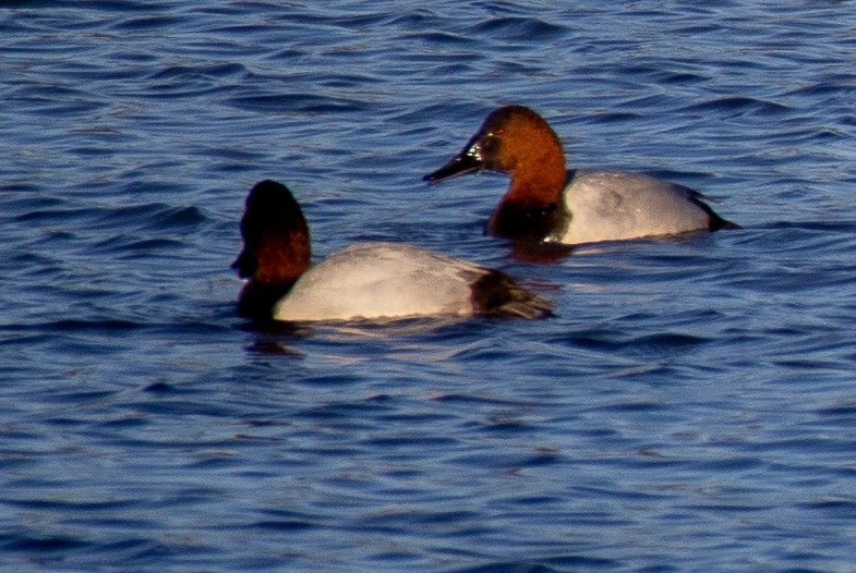 Canvasback - ML612004782