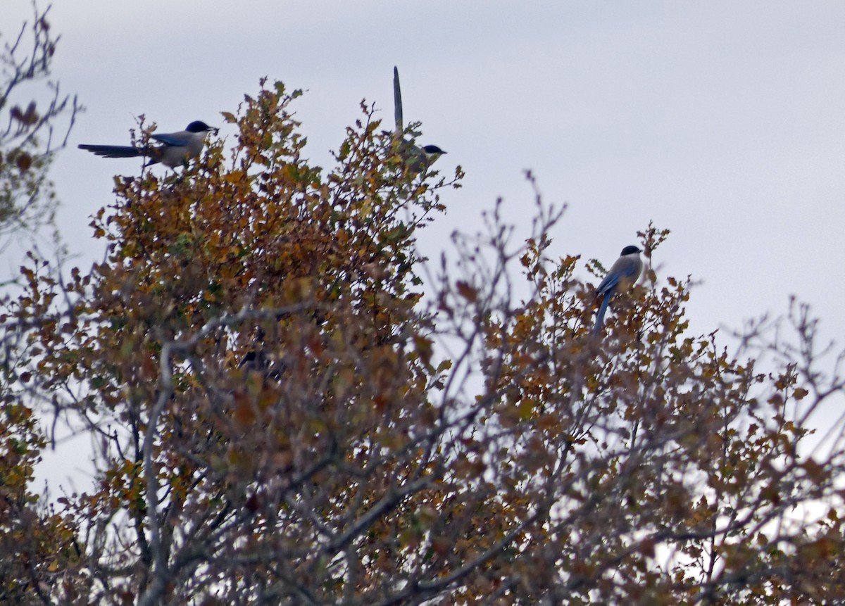 Iberian Magpie - ML612004843