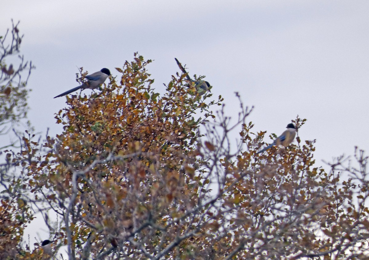 Iberian Magpie - ML612004874