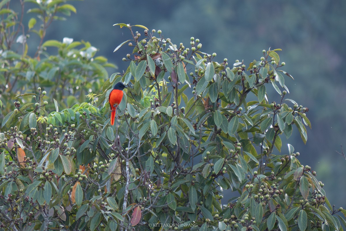 Scarlet Minivet - ML612004888