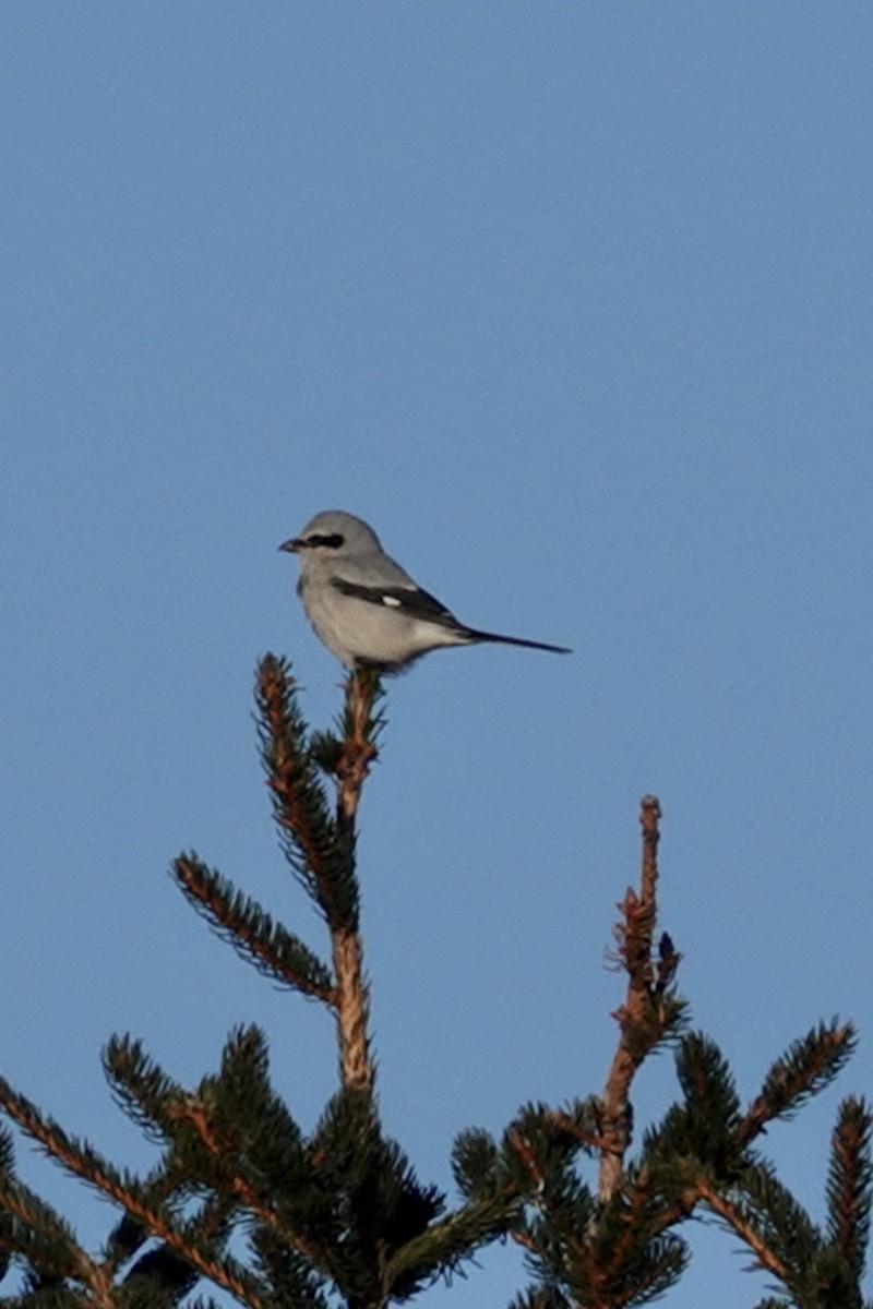 Northern Shrike - ML612004902