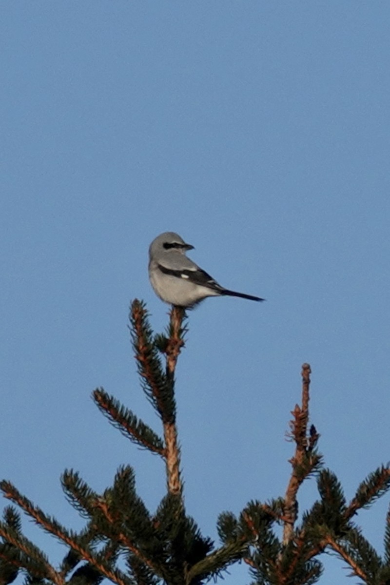 Northern Shrike - ML612004903