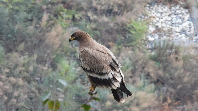 Steppe Eagle - ML612005053