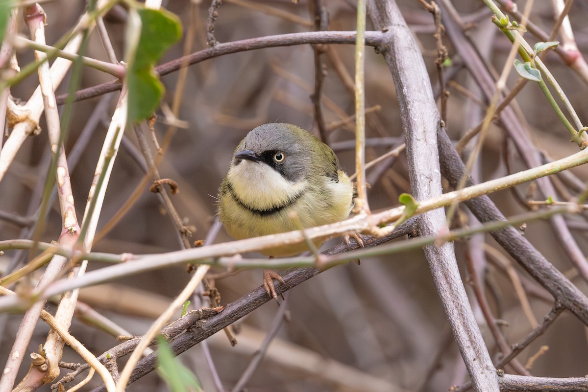 Bar-throated Apalis - ML612005063