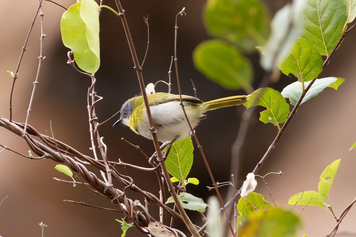 Sarı Göğüslü Apalis - ML612005072