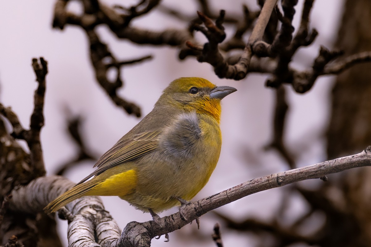 Hepatic Tanager - ML612005099