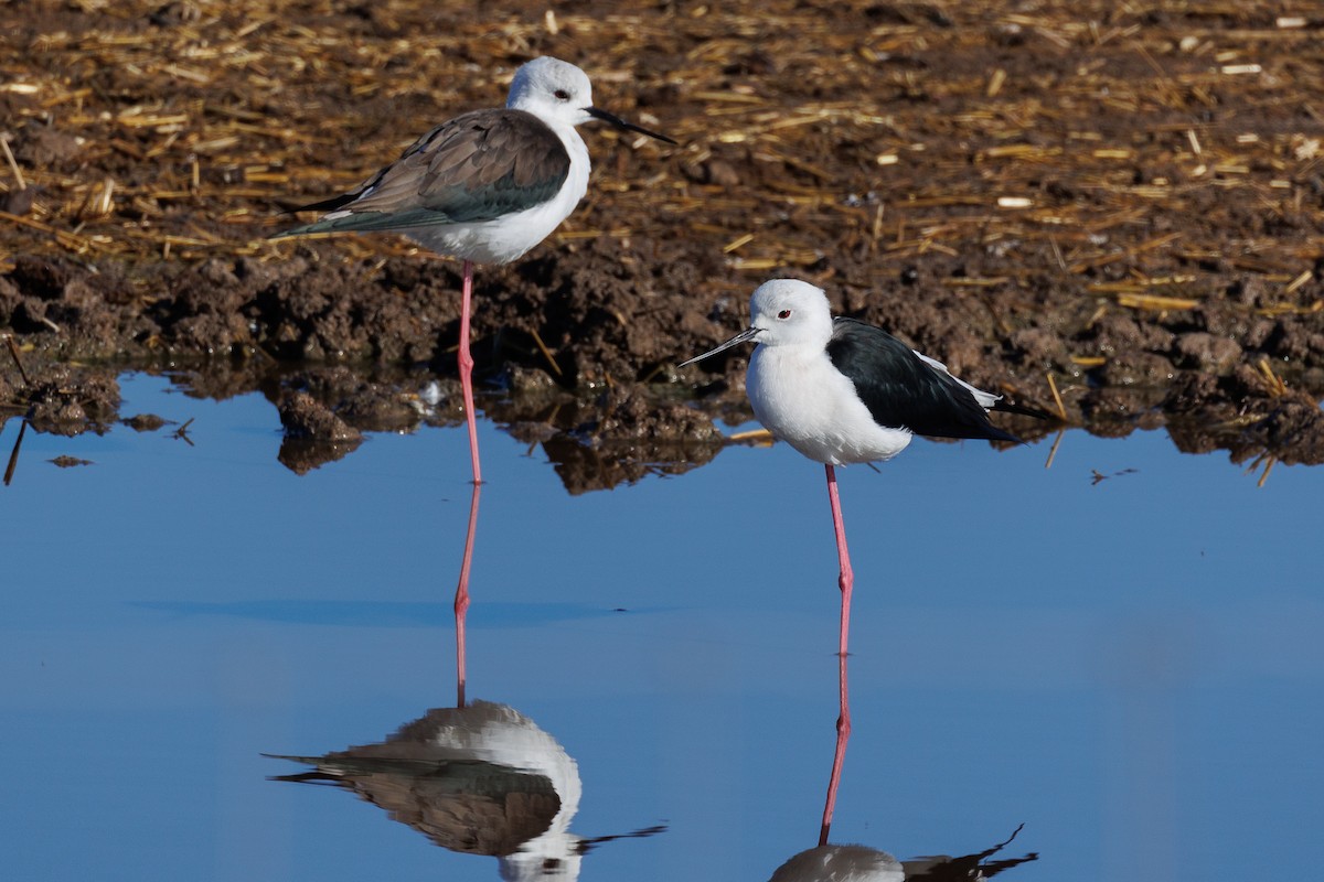 Black-winged Stilt - Antonio Xeira