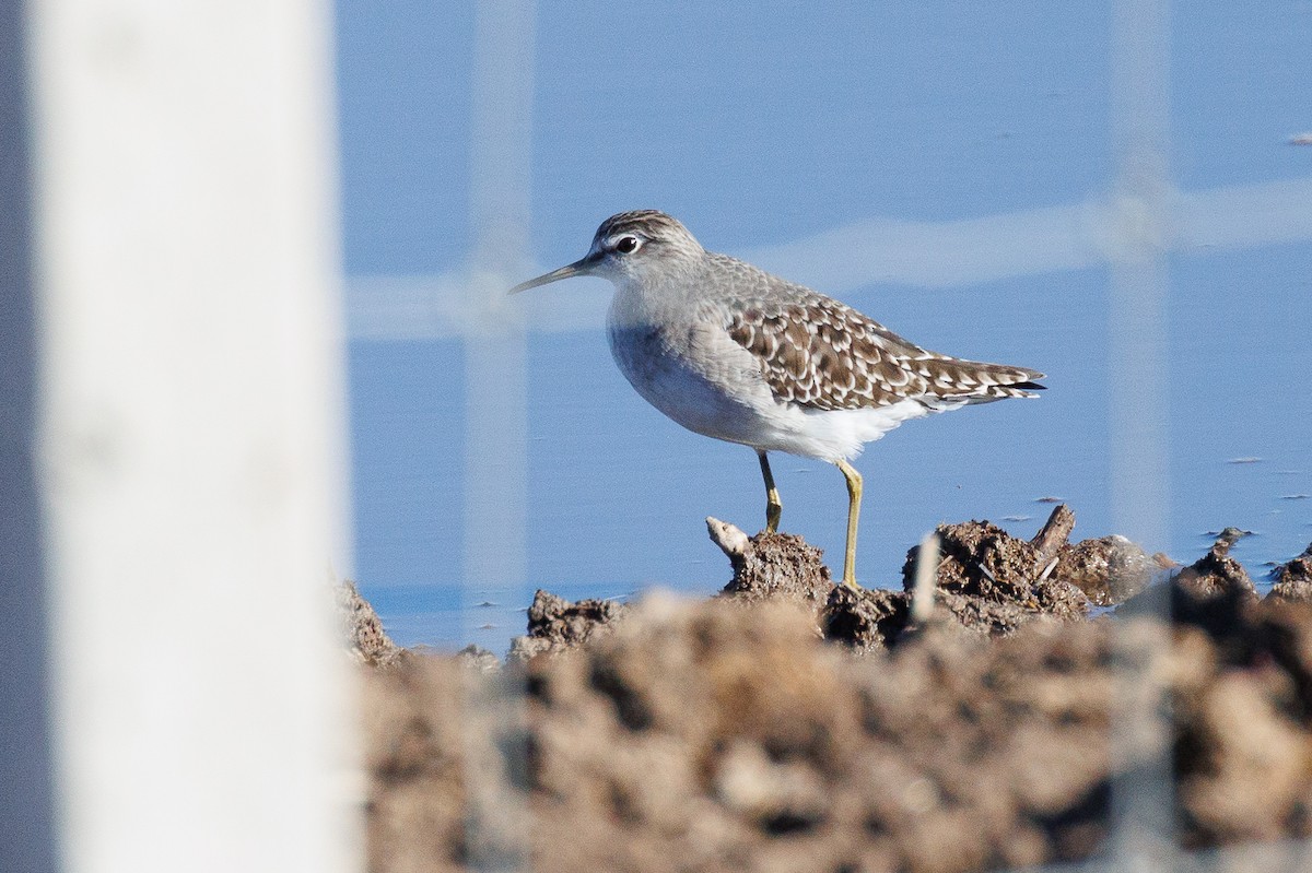 Wood Sandpiper - Antonio Xeira