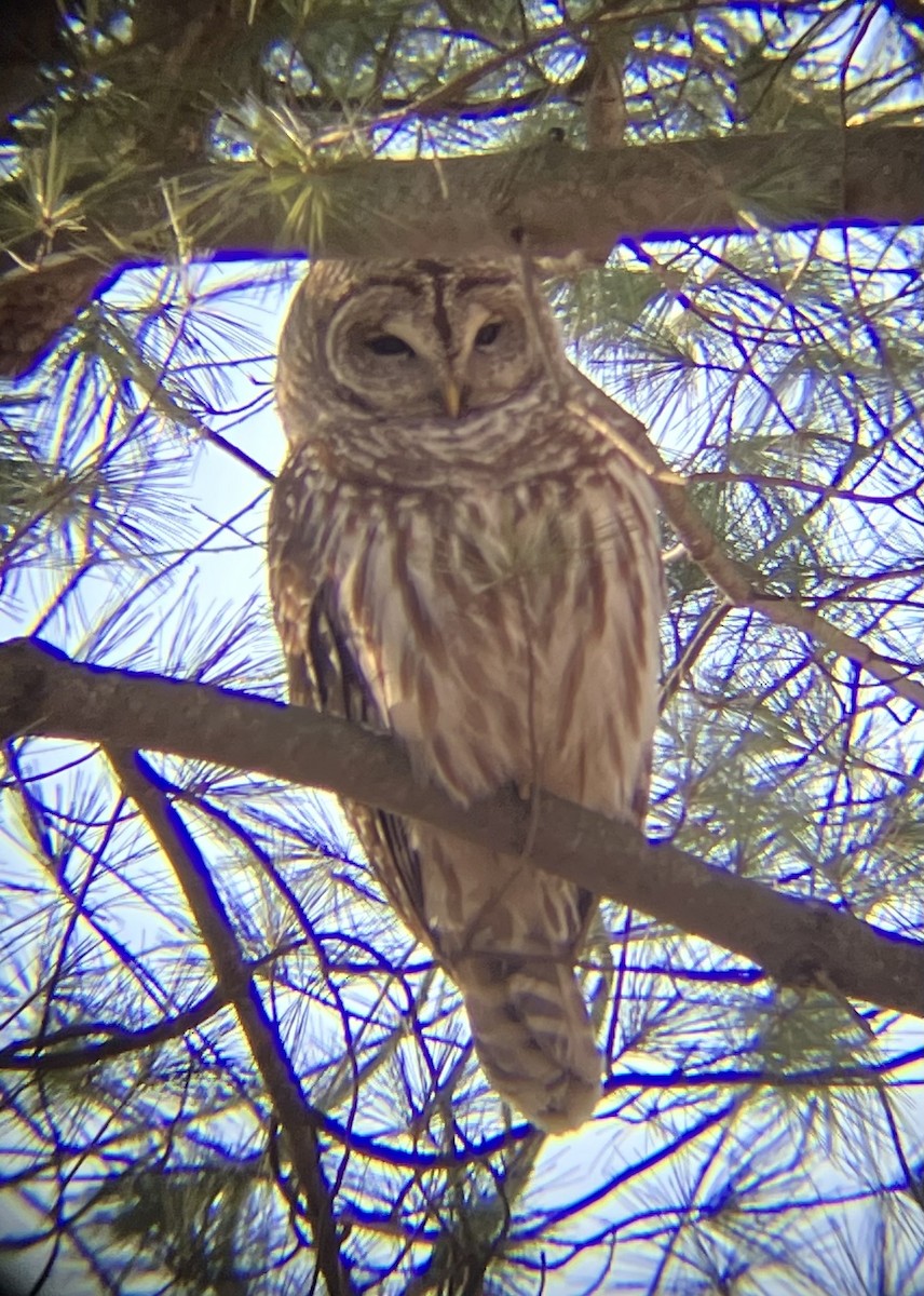 Barred Owl - ML612005233