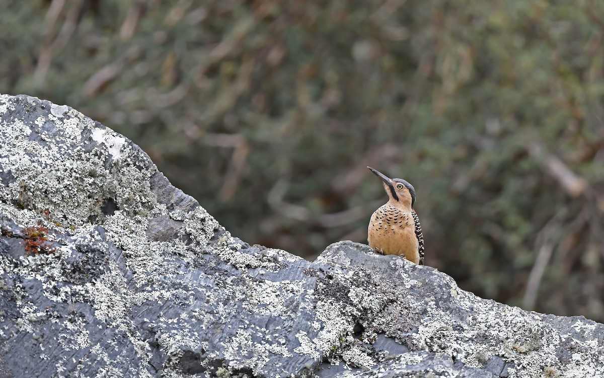 Andean Flicker - Christoph Moning